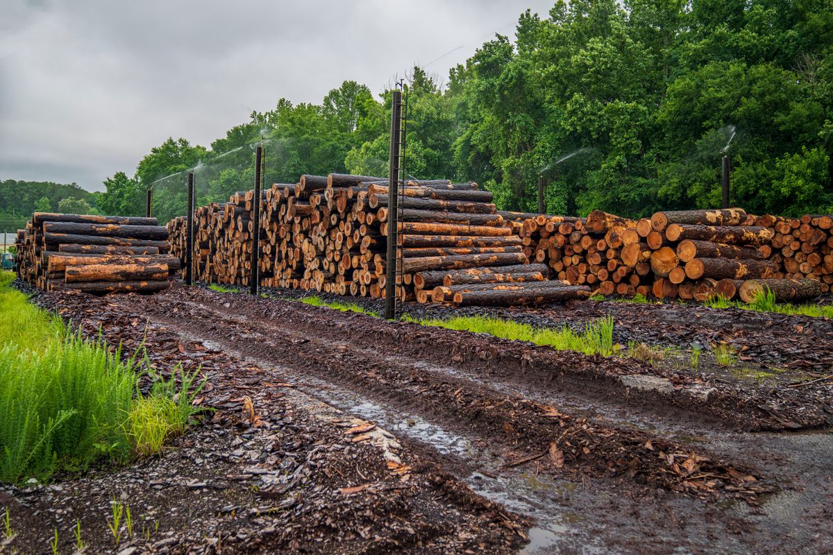 Timber logs stored in outdoor yard with green tree backdrop